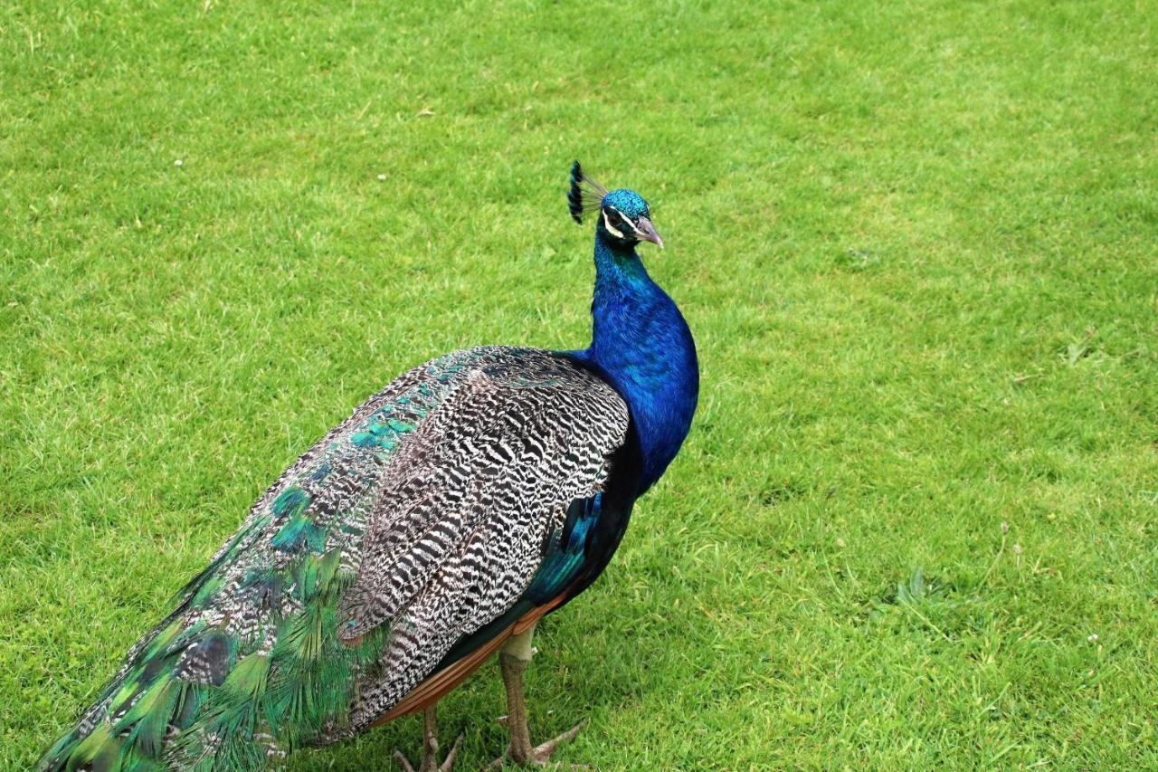 Peacock Villa Daratsos Dış mekan fotoğraf